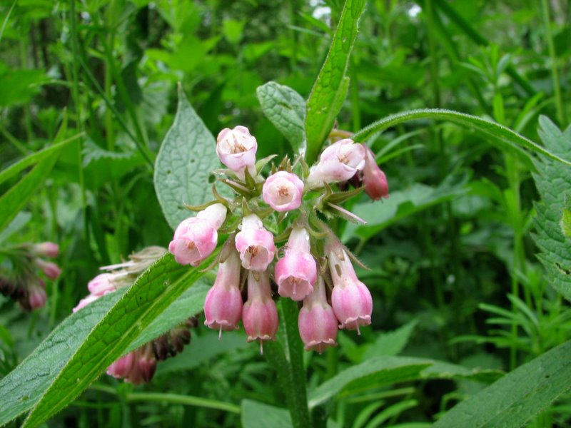 2009 Marais de la Voise 25